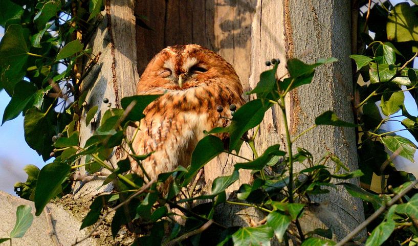 bosuil van Petra De Jonge