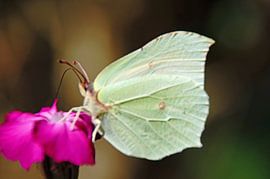 butterfly on flower by wil spijker