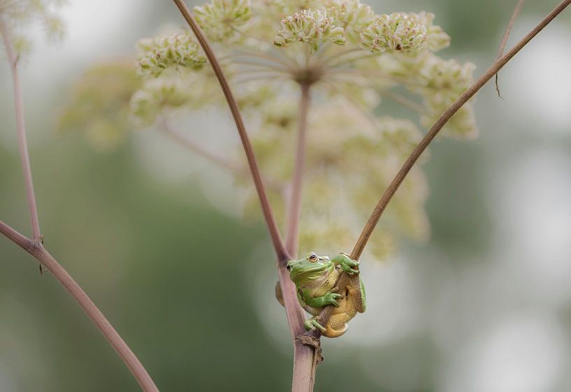 Tree frog on common hogweed by Ans Bastiaanssen