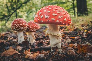 Agaric tue-mouches