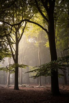 Hoge bomen in de mist van Thijs Pausma