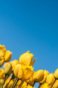 Gele Tulpen 002 van Alex Hiemstra