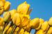 Gele Tulpen 002 von Alex Hiemstra