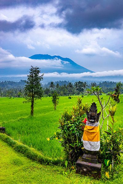 Volcano Agung towers over Bali's rice paddies by Danny Bastiaanse