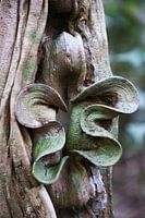Natuurlijk kunstwerk in het regenwoud van Suriname