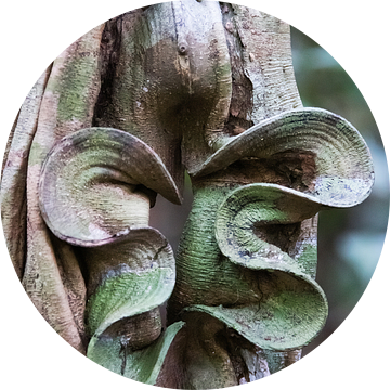 Natuurlijk kunstwerk in het regenwoud van Suriname