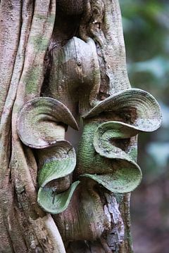 Natural artwork in the rainforest of Suriname by whmpictures .com