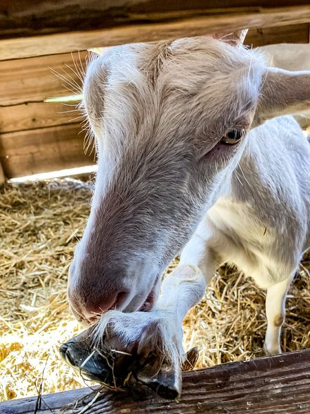 Can you do my nails? by Truckpowerr