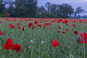 Mohn
