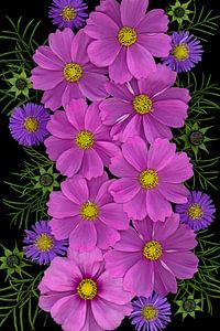 Cosmea Sensation Blumen