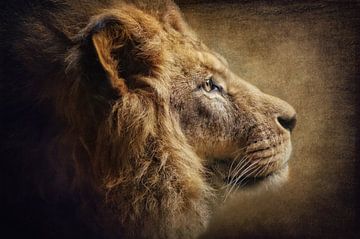 The Lion Portrait von AD DESIGN Photo & PhotoArt