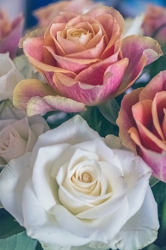 gecombineerde schoonheid