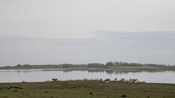 Zomer aan het Glomstrup-fjord