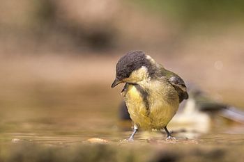 jonge koolmees in water