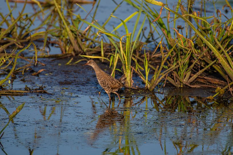 The Water Rail is a shy bird. by Brian Morgan