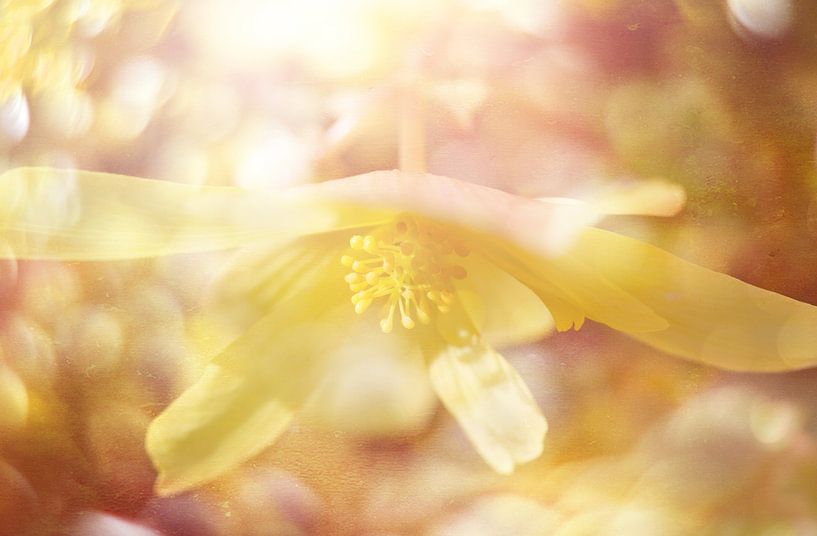 jaune clair par Ribbi