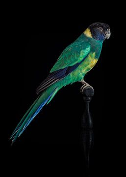 Green Parakeet by Marielle Leenders