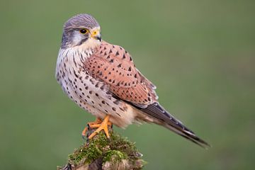 Torenvalk (Falco tinnunculus) van Daniela Beyer