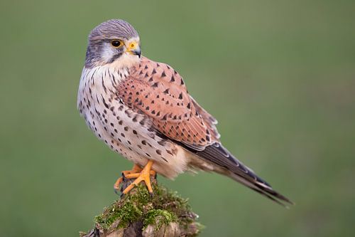 Kestrel (Falco tinnunculus)