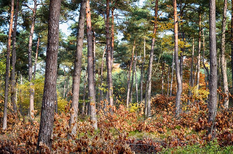 Herfst in het bos von Erwin Klaasse