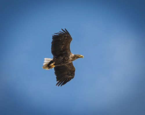 overvliegende zeearend. van Wouter Van der Zwan