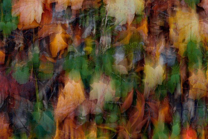 Herbstwaldboden von Karin Berger