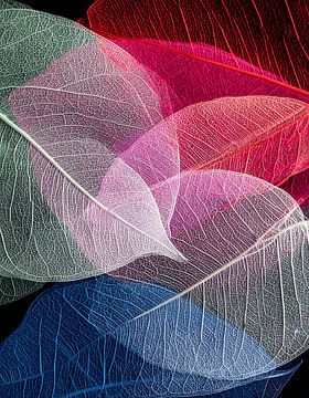Kleurrijke doorschijnende skeletbladeren kunst van Adi Prasetyo