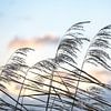 Ährchen von Schilf (Phragmites australis) im Wind vor einem Vorabend von Maren Winter