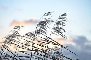 Riet aartjes (Phragmites australis) in de wind tegen een vooravond