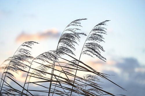 Reed spikelets (Phragmites australis) in the wind against an eve