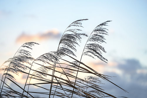 Ährchen von Schilf (Phragmites australis) im Wind vor einem Vorabend