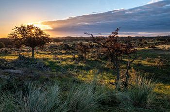 Amsterdam Water Pipe Dunes