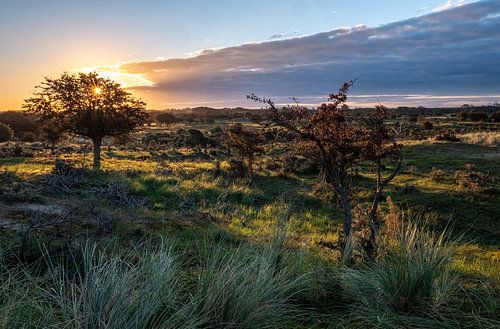 Les dunes de la conduite d'eau d'Amsterdam