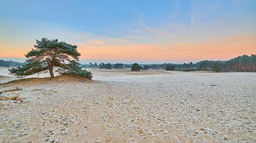 Zone de sable de marée à Hulshorst sur Jenco van Zalk