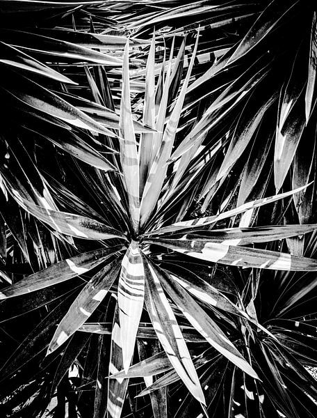 Yucca-Baum von MirjamCornelissen - Fotografie