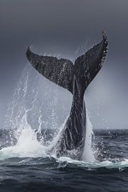 Wale im Sprung – Majestät der Meere von Poster Art Shop