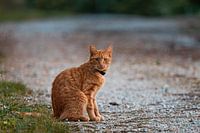 Eine rote Katze auf einem französischen Campingplatz
