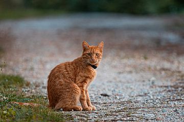 Een Rode kat op een Franse camping van Bopper Balten