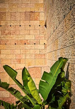Bananenpflanze vor reliefartiger Mauer von Michael Moser