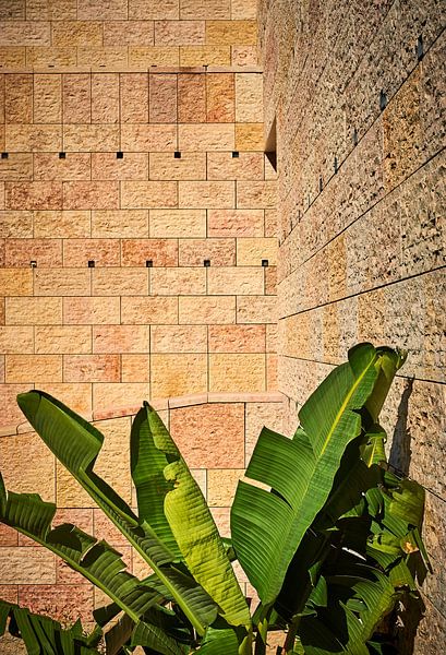 Plante de bananier devant un mur en relief par Michael Moser
