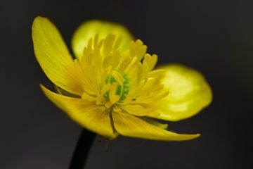Geel bloempje van Gerard de Zwaan