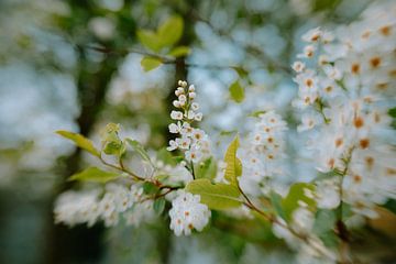 Creamy Blossoms van Hiske Boon