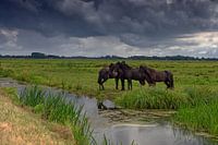 Friesen paarden in de polder