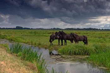 Friesen paarden in de polder