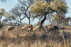 Krüger-Nationalpark: Elefanten von Rob Geerlings