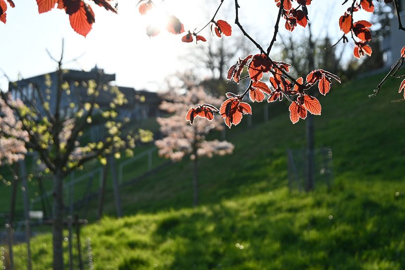 Leaves by Christoph Leimer