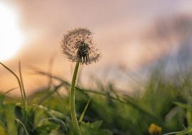 mini droplets in the sunlight by Tania Perneel
