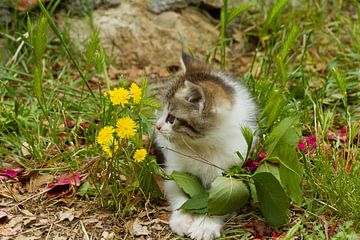 Jonge kat, kitten, poes,  van Rene van der Meer