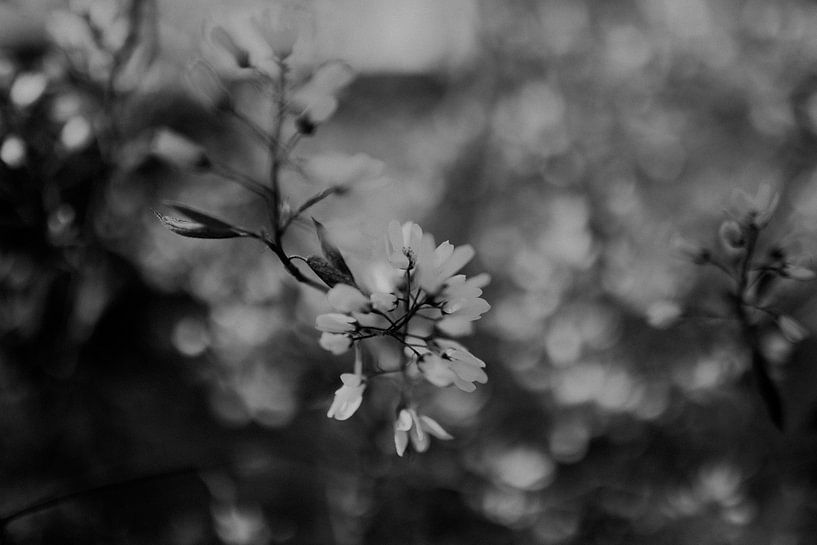 Blossom with detail black and white by Sanne van Pinxten