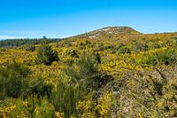 Madeira | Paúl da Serra